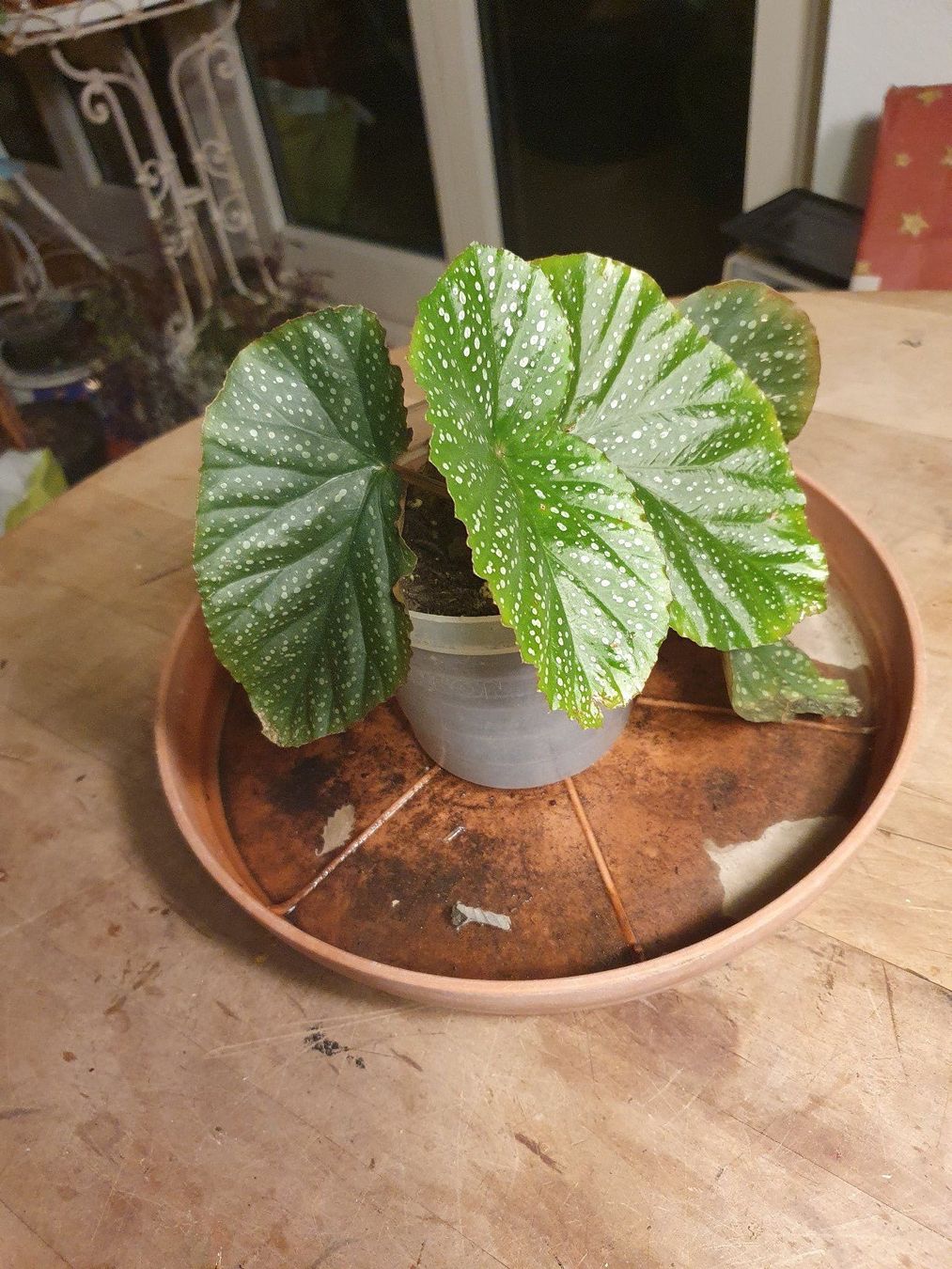 Regenbogenbegonie (Begonia maculata)